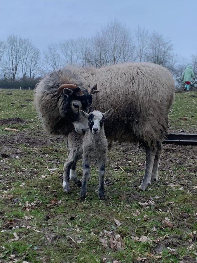 Herrenhaus Harmshagen Testorf-Steinfort Bagian luar foto